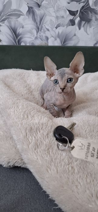 Котята канадского сфинкса