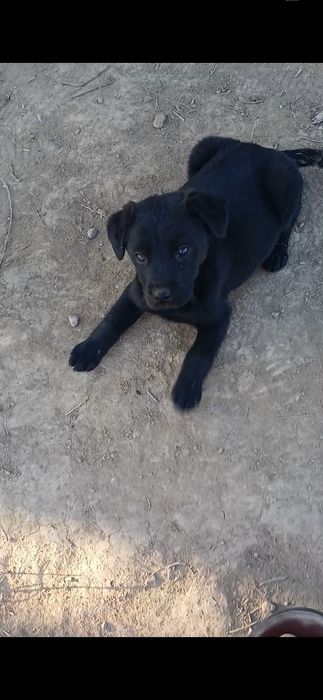 лабрадор     щенок