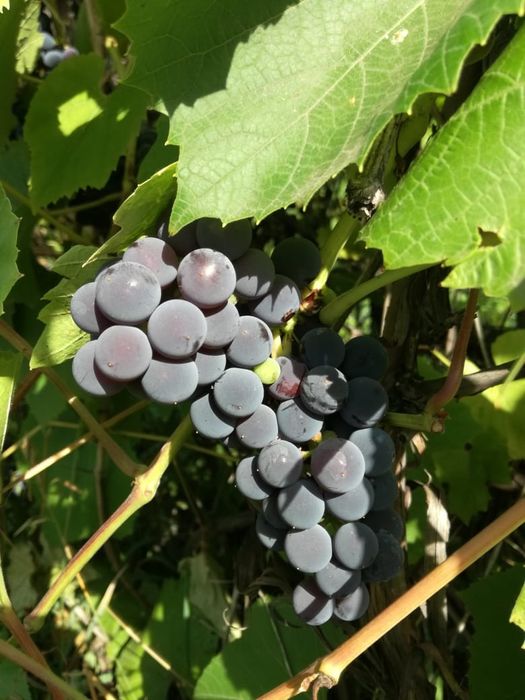 Продам дачу в ДО " Автомобилист"