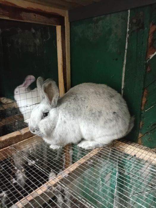 Продам кроликов БСС