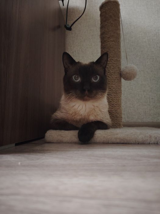 Пристраивается котик