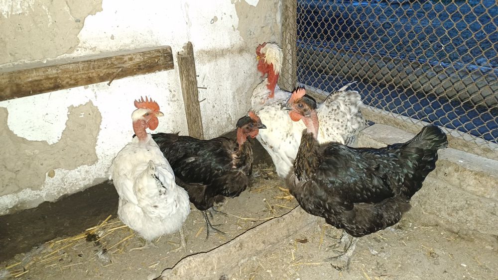 Екі мысық сыйлыққа.