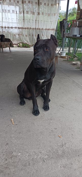 Питбуль ищет невесту. Для вязки.