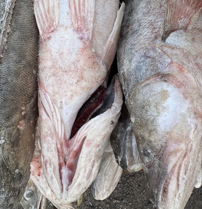 Продаю рыбу Судак