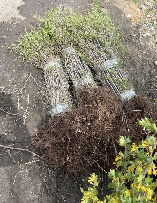 Карагач вяз живая изгородь