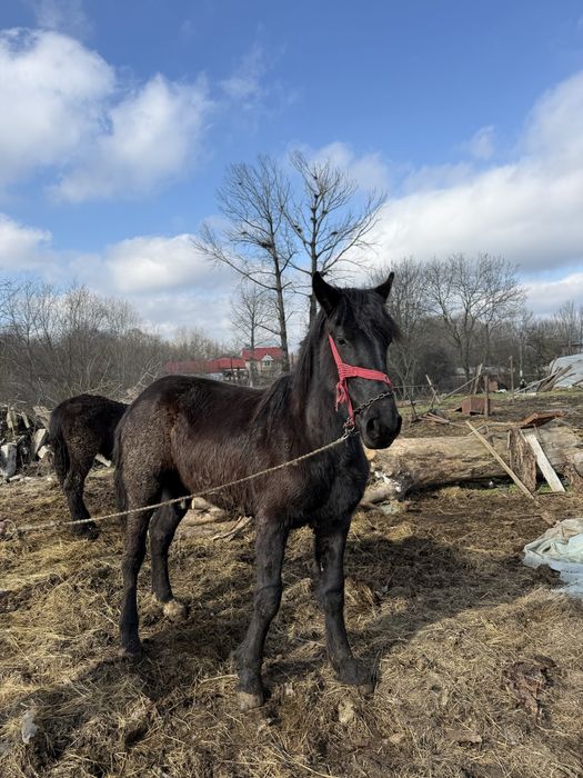 Cal de vanzare  un an jumate