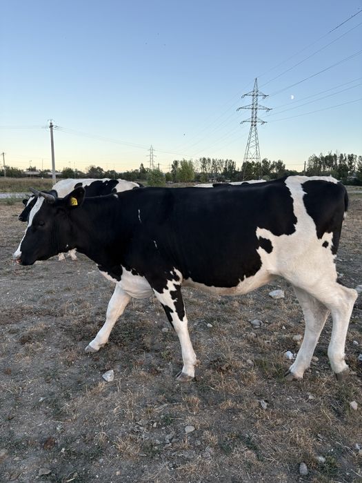 Juninci holstein cu pedigree