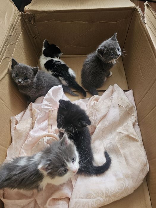 Отдам котят в добрые руки