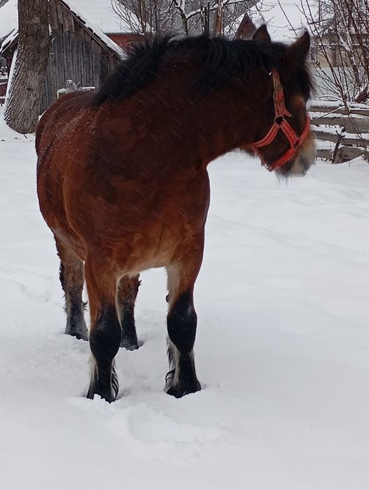 De vânzare mânza de doi ani