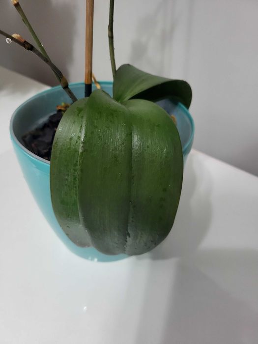 Продам Орхидеи сейчас цветут