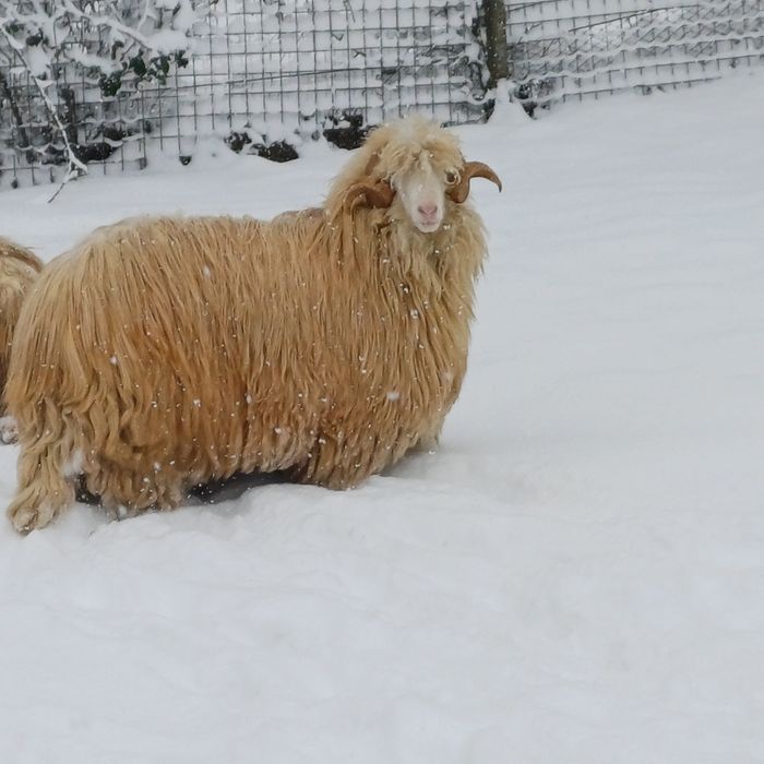 Berbec băl mior 2 ani