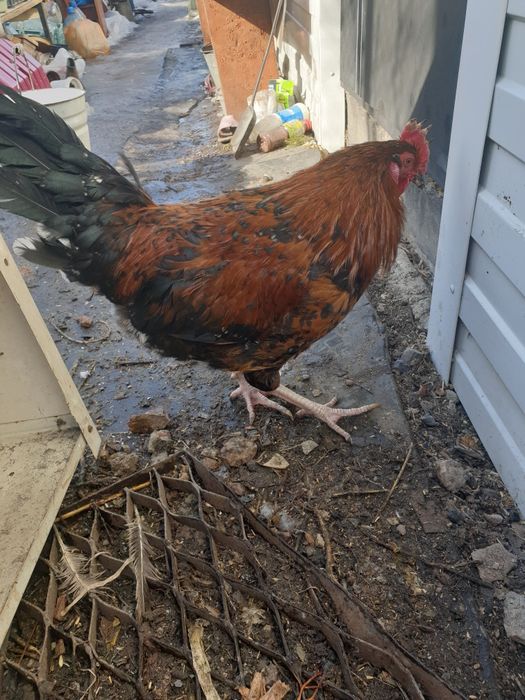 Петух       живой