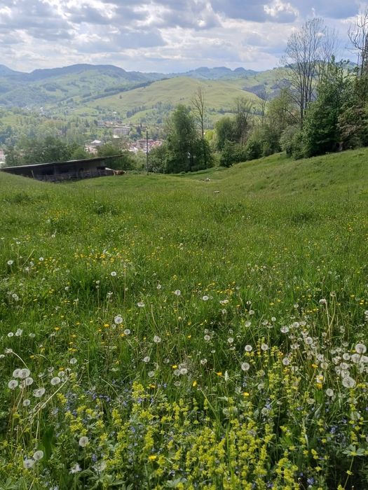Teren de vanzare in Abrud jud Alba