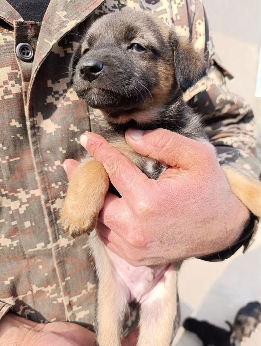 Щеночки отдам в хорошие руки