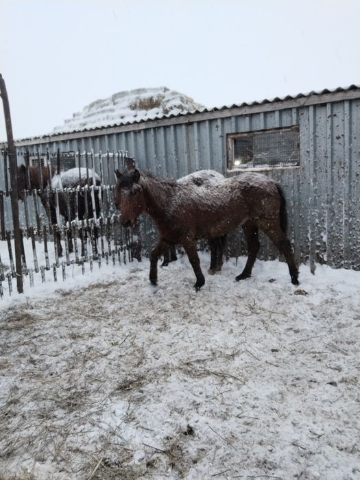 Тай Соғым ұрғашы