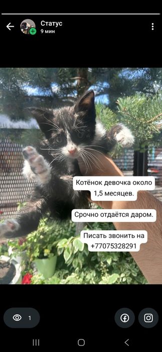 Котёнок девочка 1.5 месяца даром срочно
