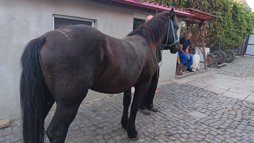 Vând mânză de 2 ani