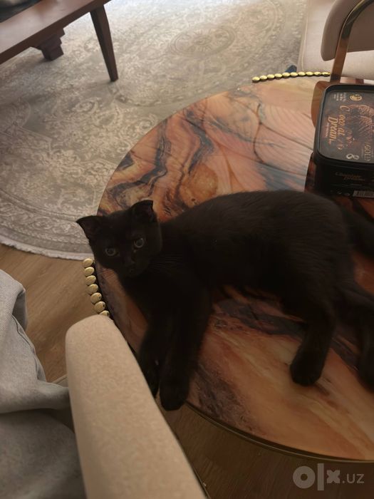 Продается котенок Скоттиш Фолд