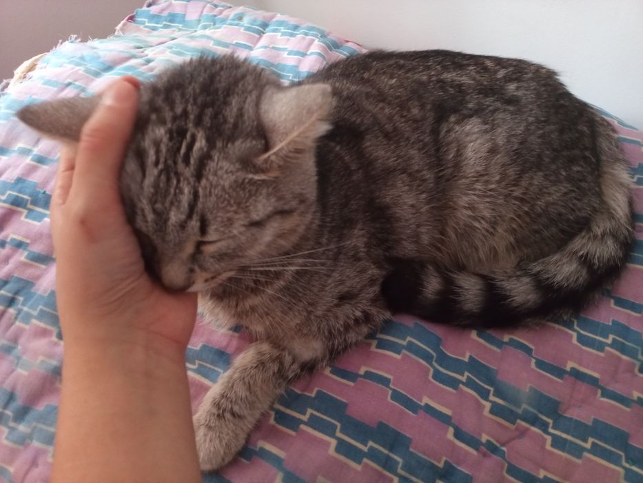 Отдам кошку в добрые руки