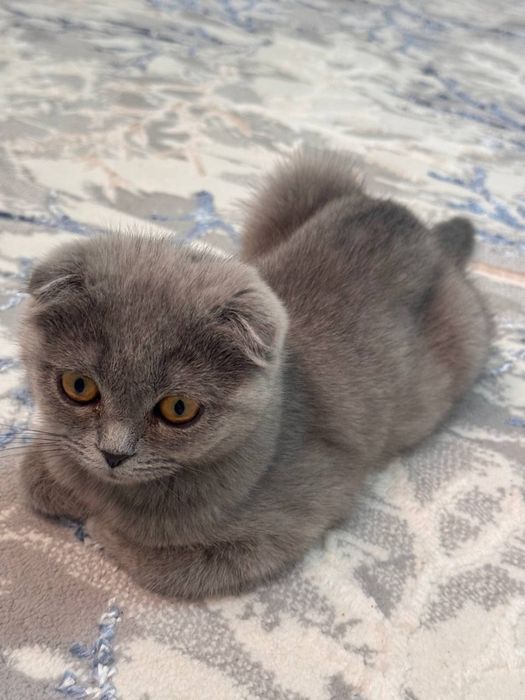 Мушук сотилади Скотиш фолд
