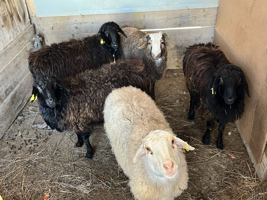 Семіз қой тоқтылар бар