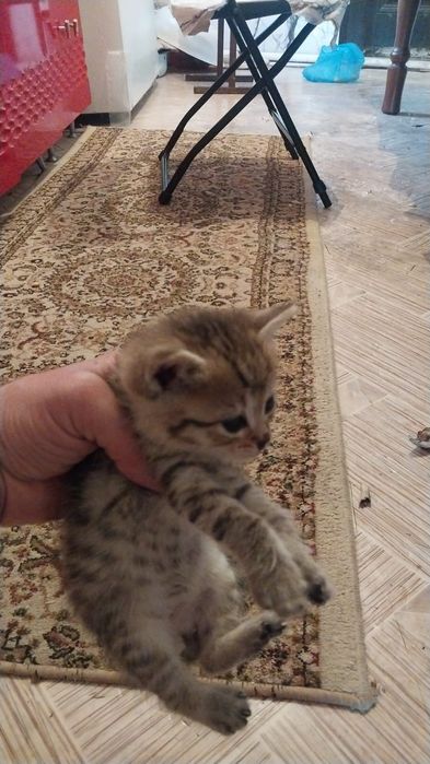 Отдам котят в добрые руки