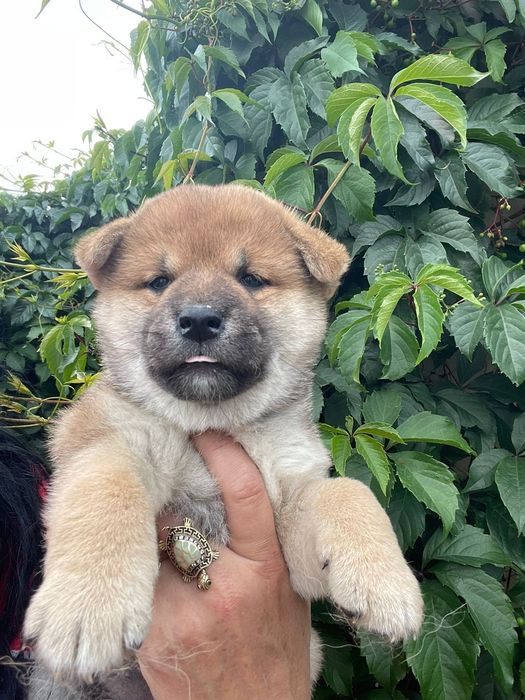 Девочки Сиба ину