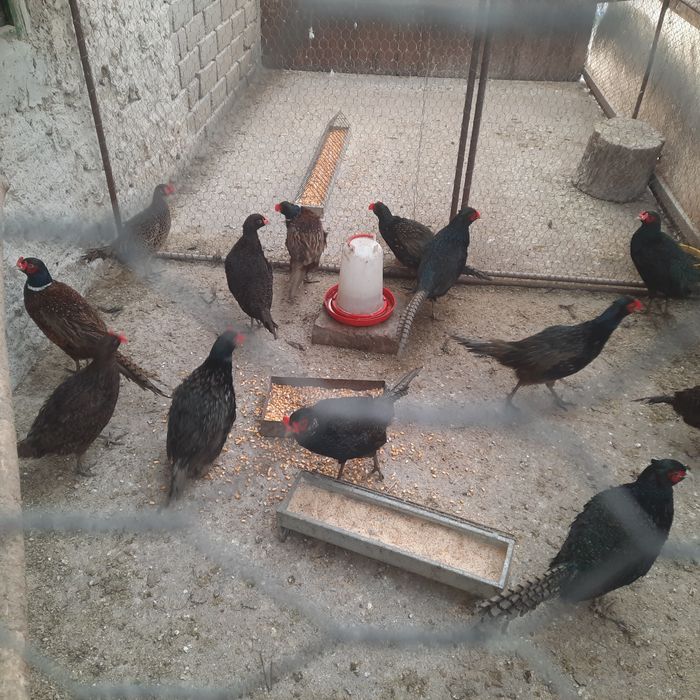 Fazani  Tenebros pereche.