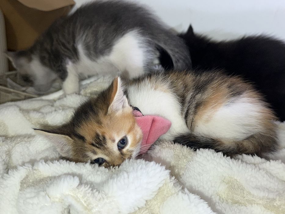 Am 5 puiuți pentru adopție!