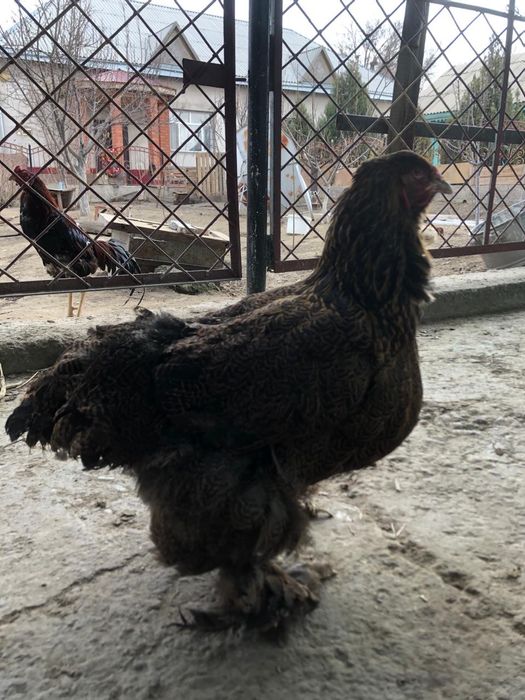 Продоётся курапатший брама