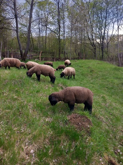 Miei suffolk de vânzare