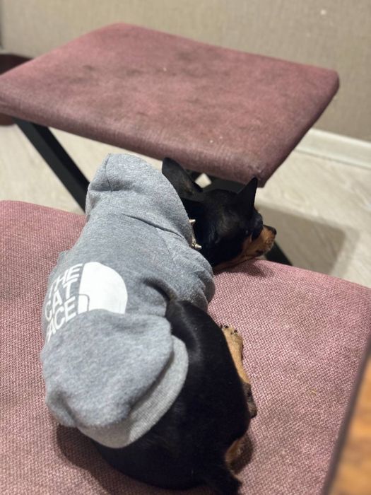 Продам порода мини тойтерьер кабель