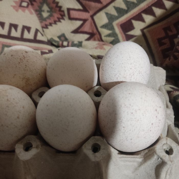 Яйца за люпене от Пуйки и кокошки