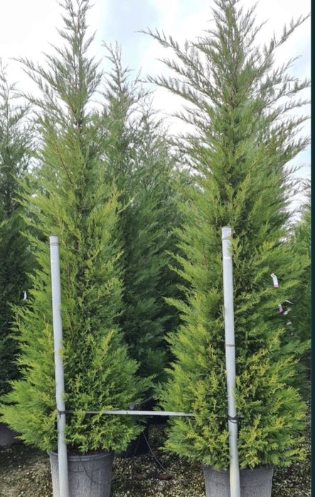 Leylandii de vânzare – ideal pentru gard viu.