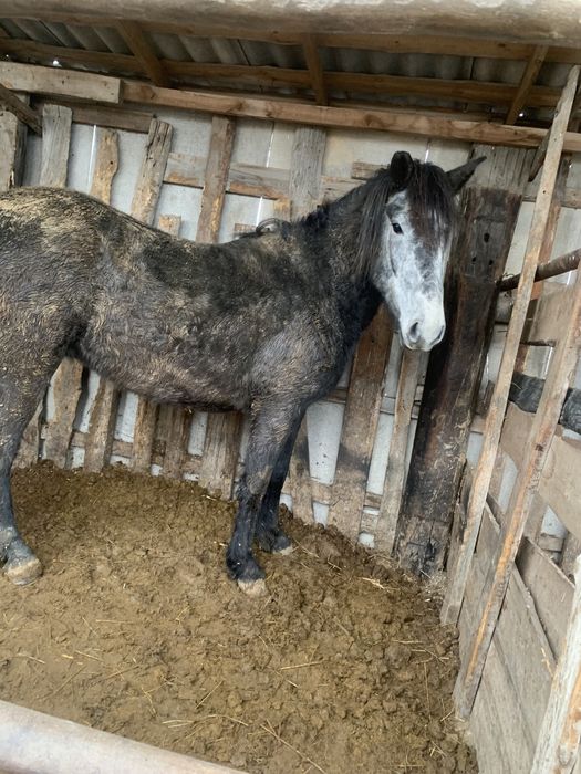 Продам кобылу на согым