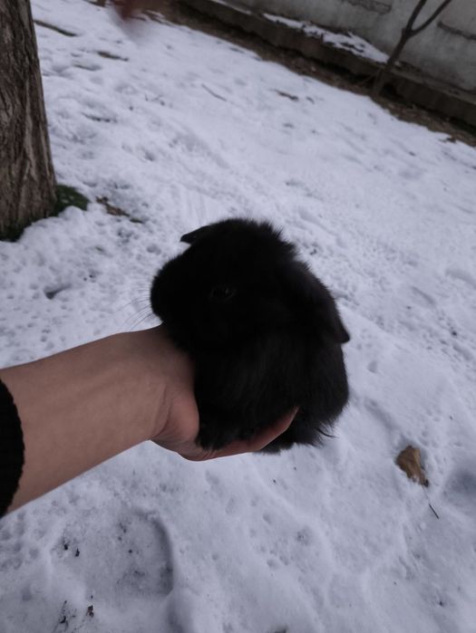 Quyonlar karlik baran