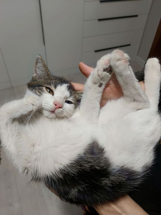 Кот черно белый с голубым глазам