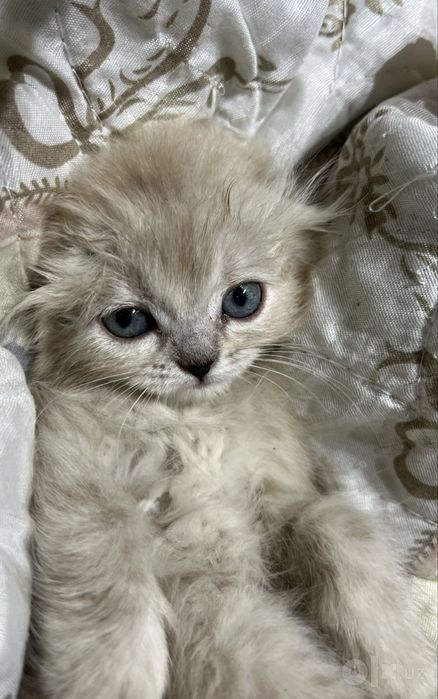Пушистые котята!