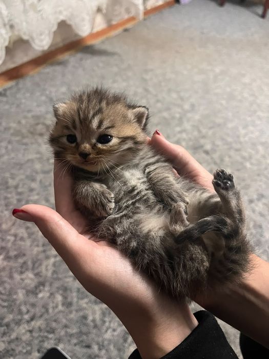 Продаются котята