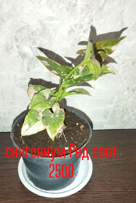 Цветы  комнатные