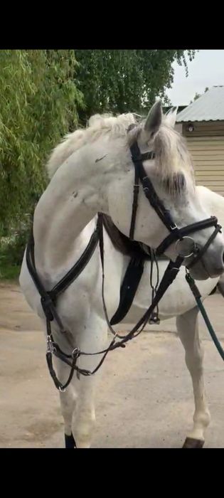 Продам арабского жеребца, коня , лошадь