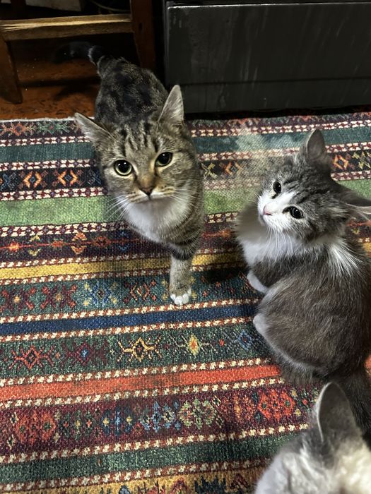 Отдам кошек в добрые руки