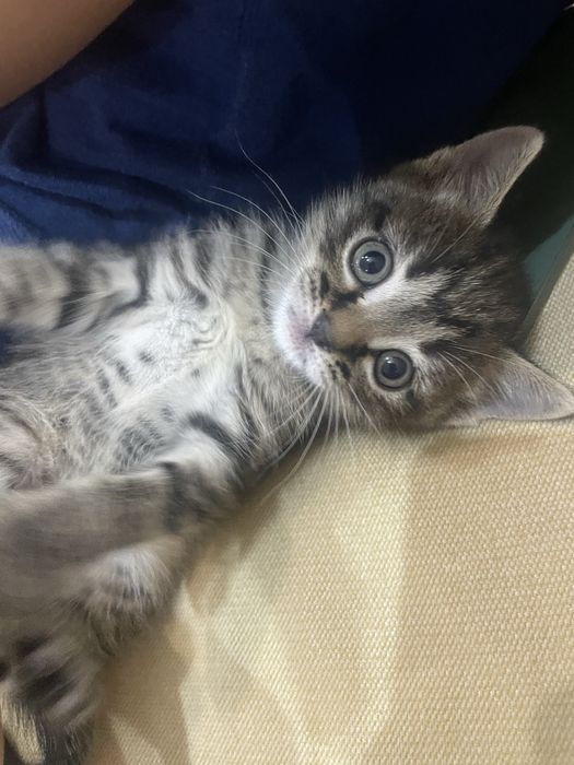 Британский котенок метис