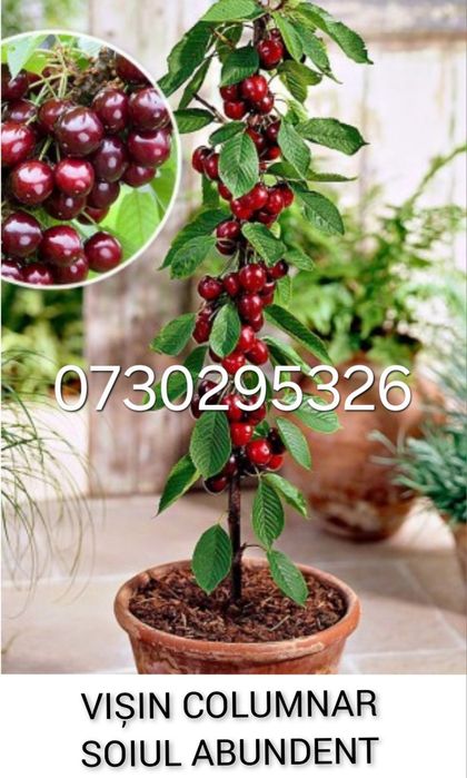 Vând Pomii Fructiferi Altoiți Clasici și Columnari