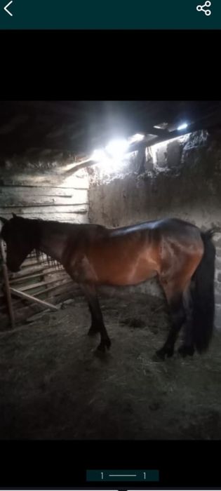 Құнажын байтал сатылады болмаса ауыстырам