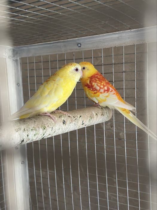 Pefchik rubin para