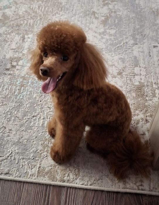 той-пудель вязка, кобель