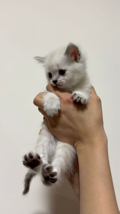 котик ищет дом кошка