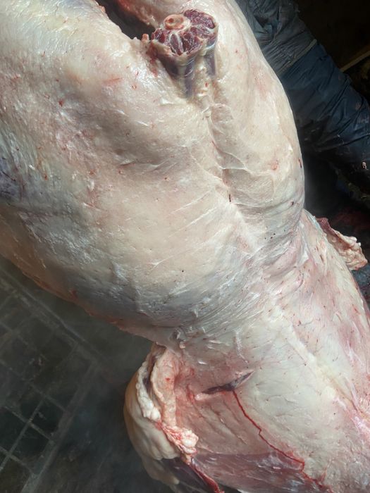 Жылкы етиза согым