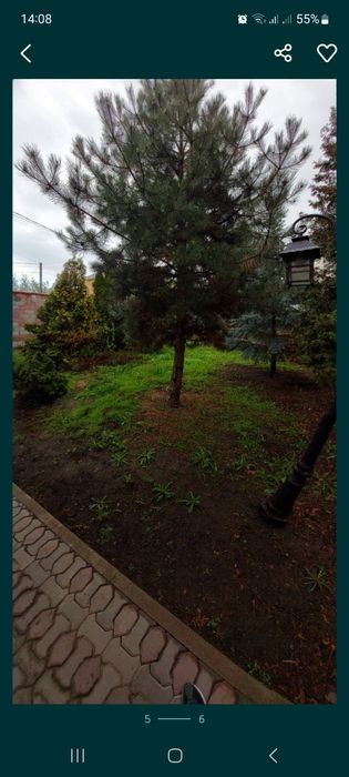 Сосна, высота 4 м.